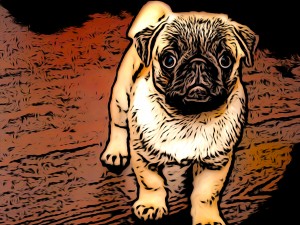 Pug Puppy